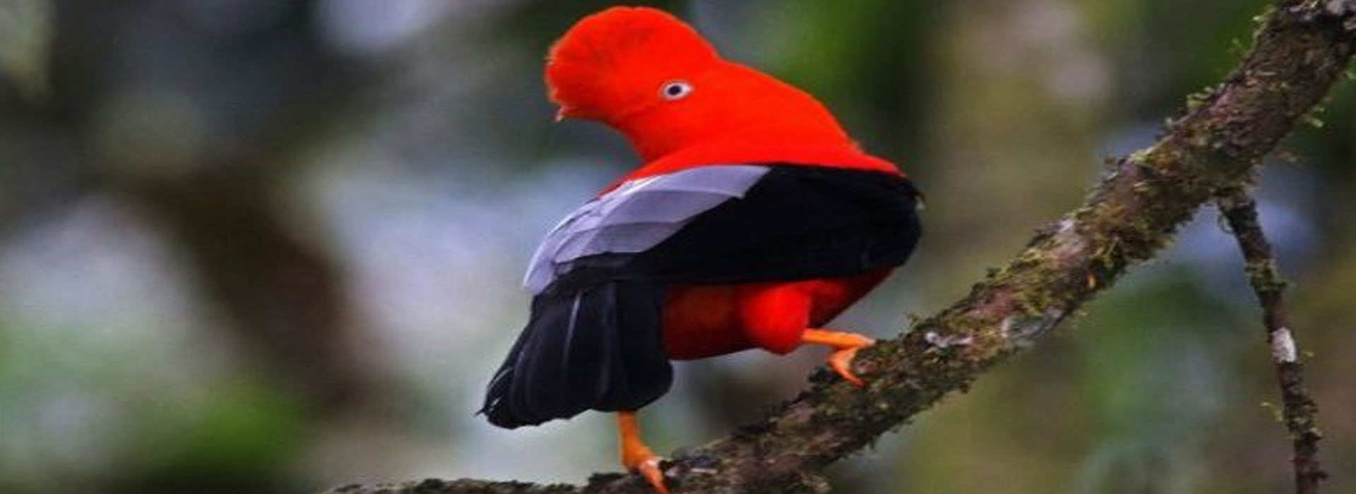 Naturalist guide in the rainforest