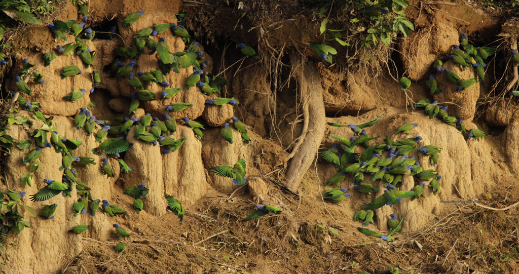 Loros de cabeza azul comiendo arcilla en una collpa