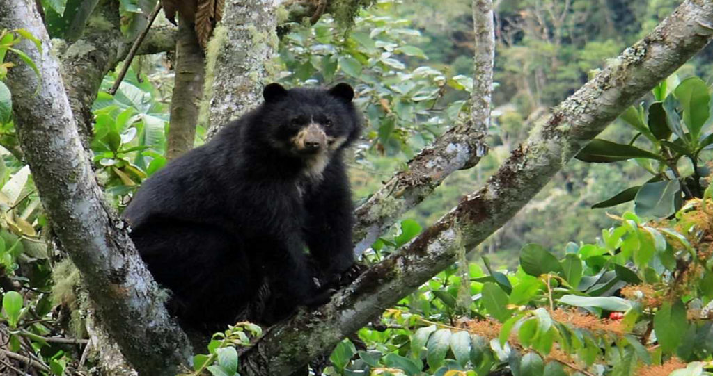 Oso de anteojos sentado en un árbol del bosque nuboso
