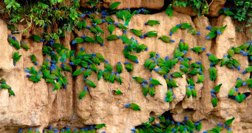 Blue-headed parrots eating clay at a clay lick