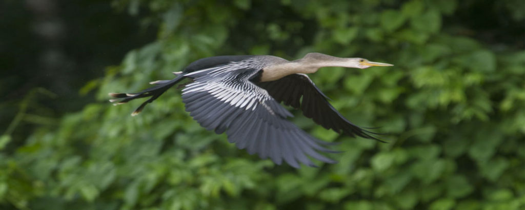 Tambopata Birding Tour 7 Days via the Interoceanic Highway