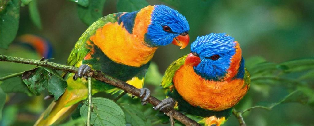 Manu Road Birding Tour 10 Days