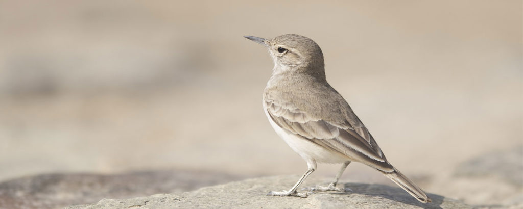Central Peru Birding Tour 16 Days