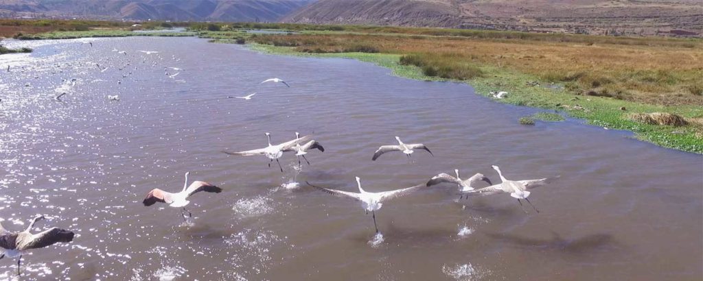 Huacarpay Lake Birding Day Trip from Cusco