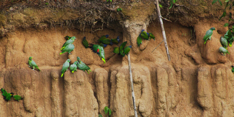 Tour de observación de aves en el Manu, 8 días