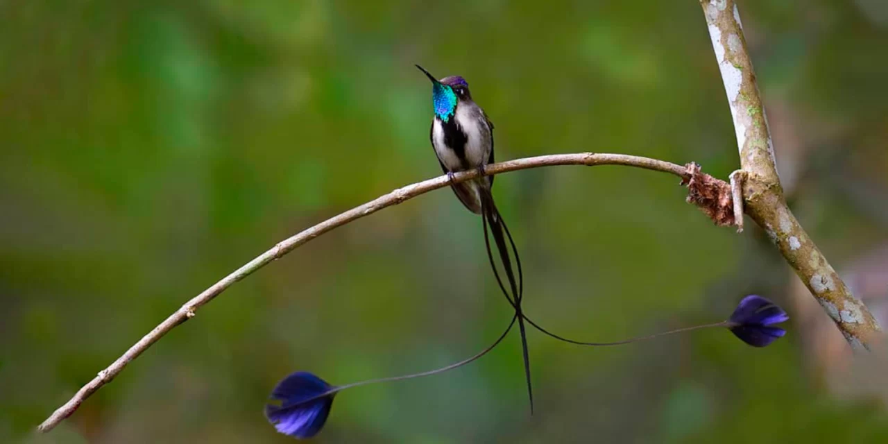 Northern Peru Birding Tour 16 Days: Marvelous Spatuletail