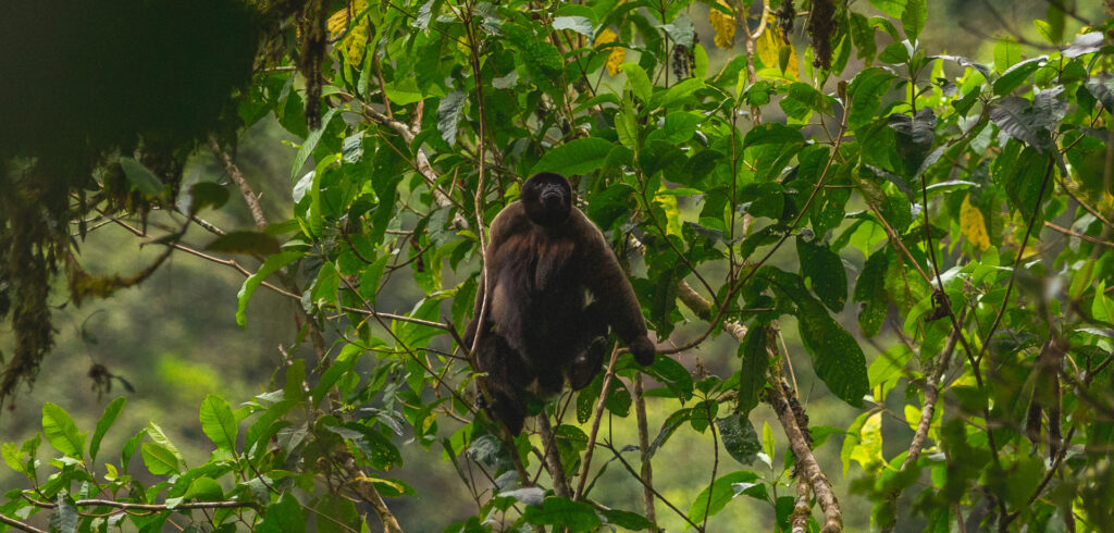 Woolly monkey in the forest canopy