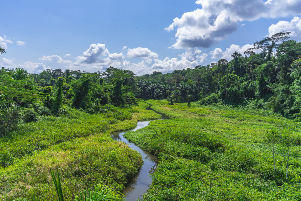 Stream winding through a clearing in the lowland rainforest
