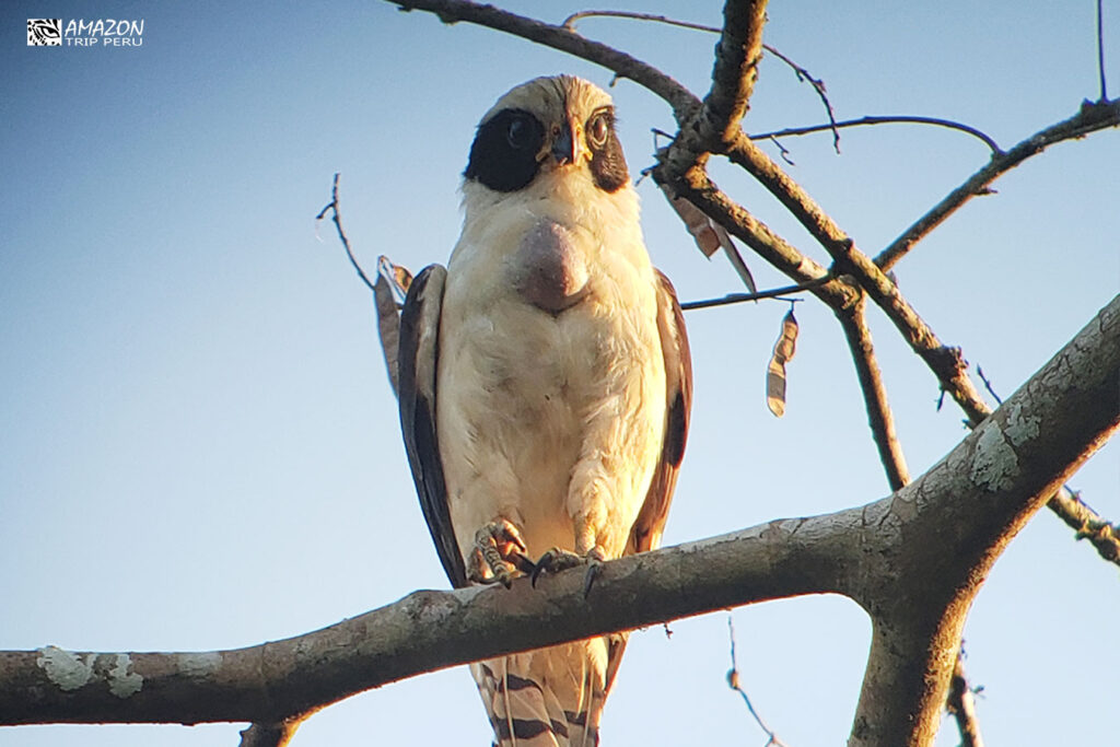 Laughing falcon perched on a branch