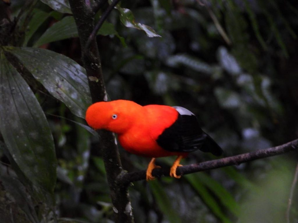 Macho de gallito de las rocas posado en una rama del bosque nuboso