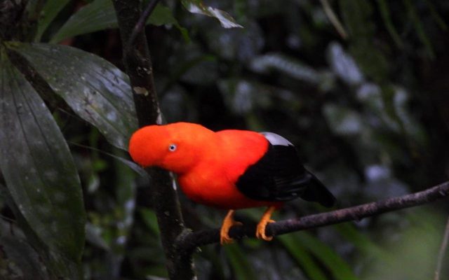 Male Andean cock-of-the-rock perched on a branch in the Manu cloud forest