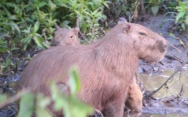 Capybara with its young at the edge of a wetland in the Peruvian Amazon