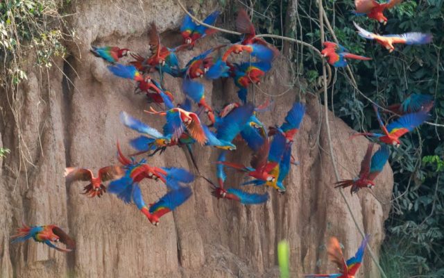 Red-and-green and blue-and-yellow macaws at the Chuncho clay lick, Tambopata
