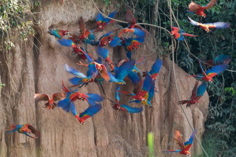 Red-and-green and blue-and-yellow macaws at the Chuncho clay lick in Tambopata