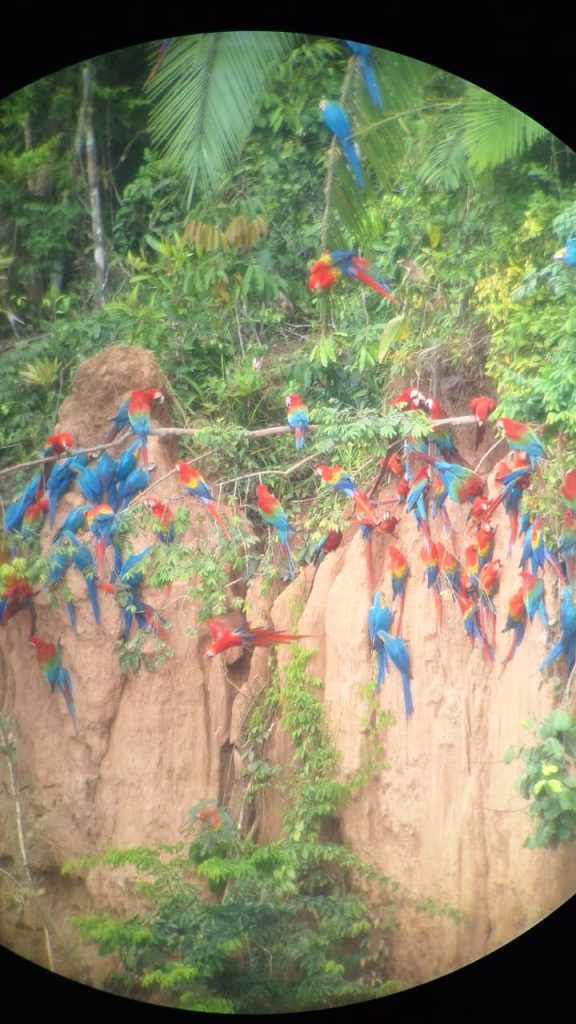 Red-and-green, scarlet and blue-and-yellow macaws on the Chuncho clay lick, seen through a spotting scope