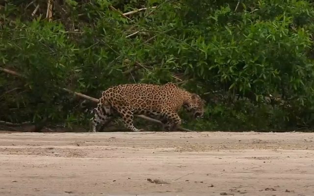 Wild jaguar walking along a beach of the Manu River